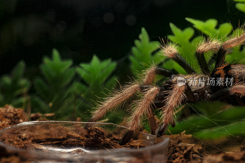 在一个容器里的cycyopelma cyaneopubescens细节